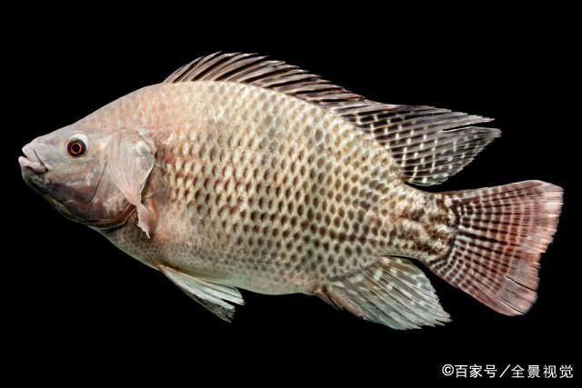 钓罗非这样调钓，信号清晰还不脱钩