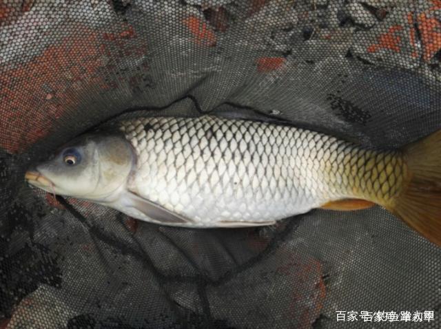 钓鲤鱼需要注意什么？