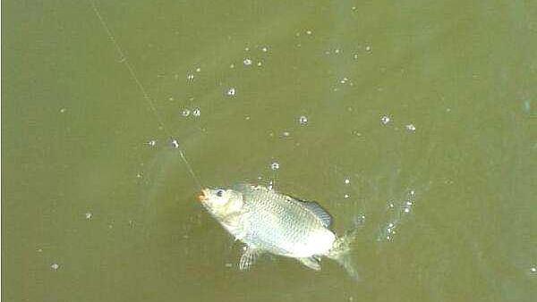 秋钓鲤鱼，唯独这钓法才够狠，不吹不黑，不管在哪都能钓过瘾