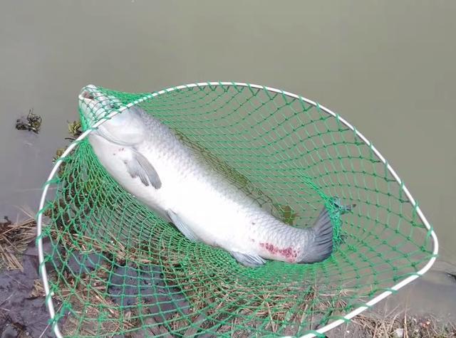 垂钓青鱼，如何用好小钩细线