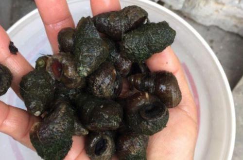 野钓青鱼能完美收官的钓技，现在一五一十的都送给你！