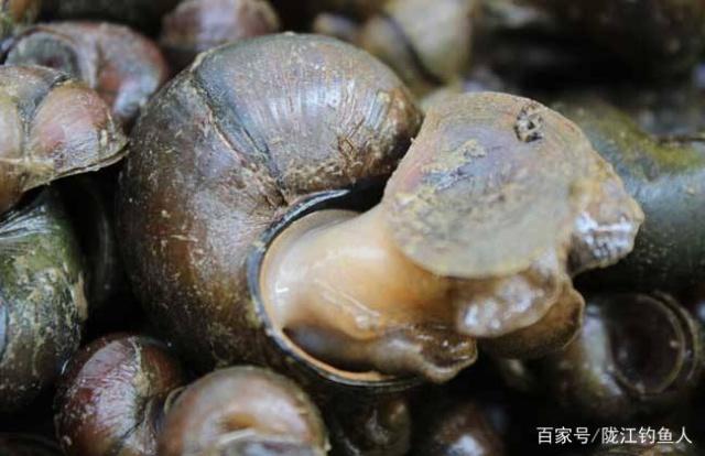 水库钓青鱼，以下方法，你一般用哪种？