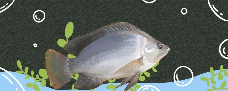 钓罗非气温多少度为宜，用什么饵料最好