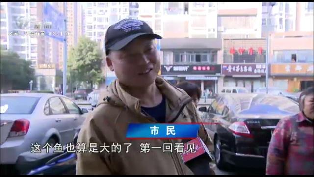 震撼！常州钓友捕获两条100多斤大青鱼