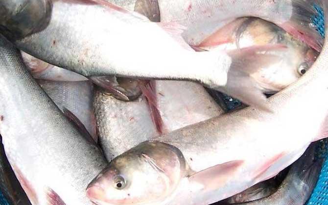 手竿钓鲢鳙如何调钓，常见的两种调漂方法，你会么？