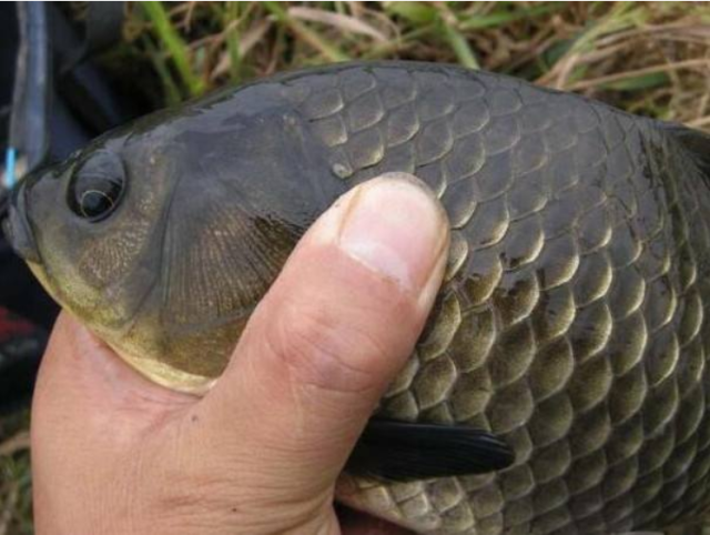 鲫鱼的生活习性和钓法