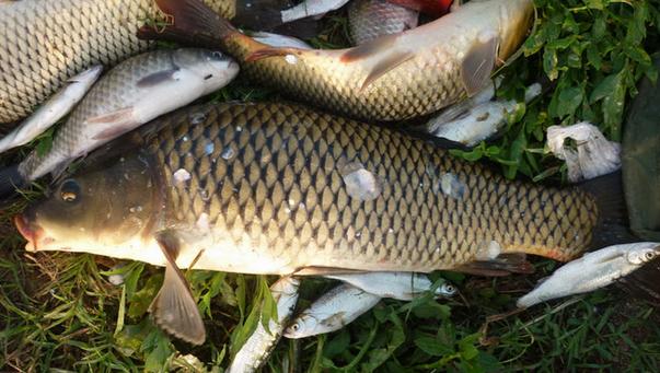 钓鲤鱼怎么调漂最好？（推荐）