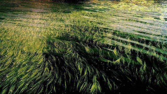 用这种肉饵在春季钓黑鱼，半天保你能拉上1条，路亚什么的弱爆了