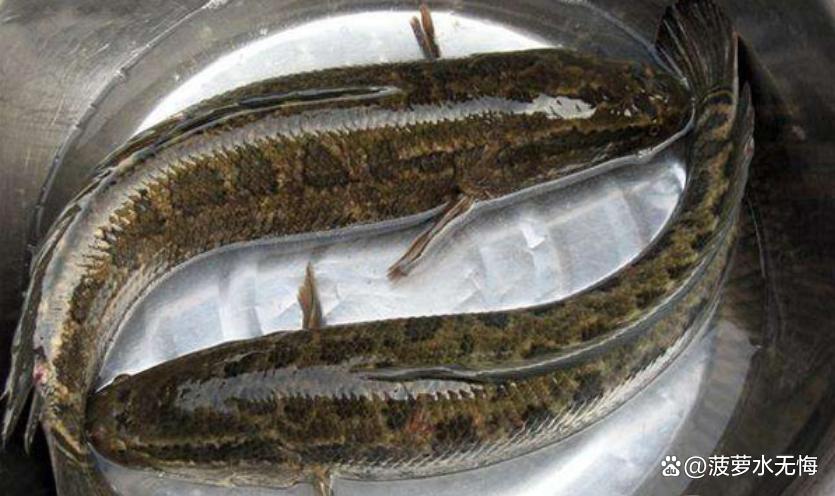 4月，吃鲫鱼鲈鱼不如吃它！高蛋白低脂，开胃解馋，下锅一煮真香