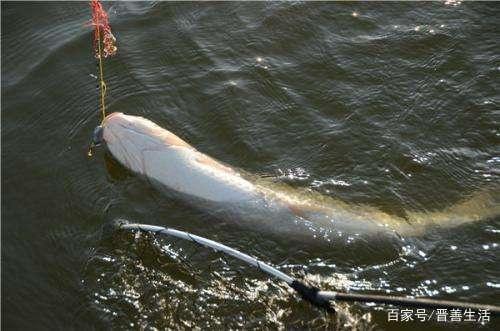 钓青鱼时，老钓友的实战经验不会错，做到这三点，青鱼轮番上钩