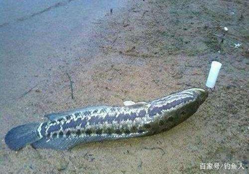 这天气黑鱼最好钓，手竿逗钓黑鱼，体验黑鱼腾空扑食的快感