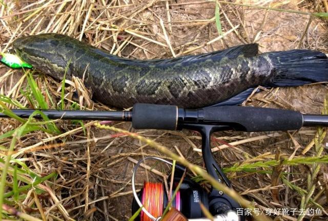 垂钓黑鱼技巧讲解，六个技巧钓黑鱼，还怕钓不到鱼儿吗！