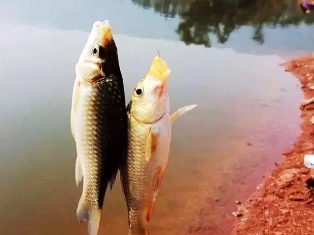 都说鲫鱼“经不起三逗”，告诉你这4种逗钓法，钓鲫鱼又快又准