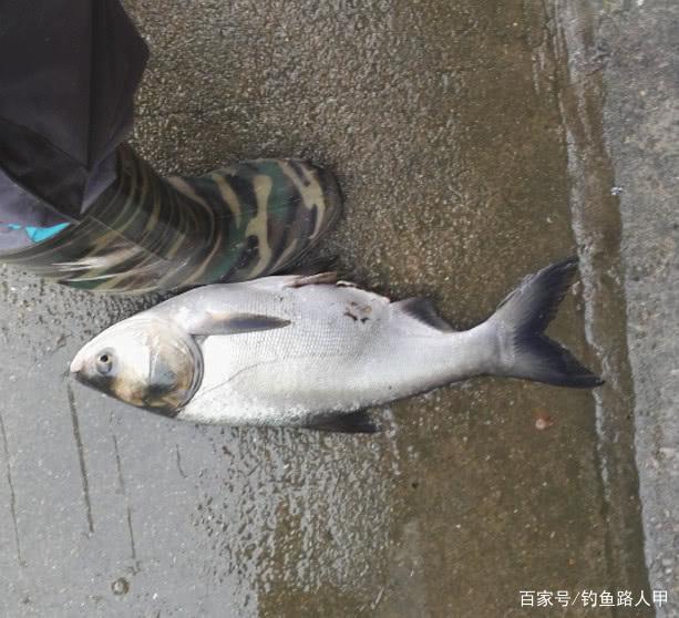 钓鲢鳙应该钓多深？把握住这2个细节，你就能立于不败之地了