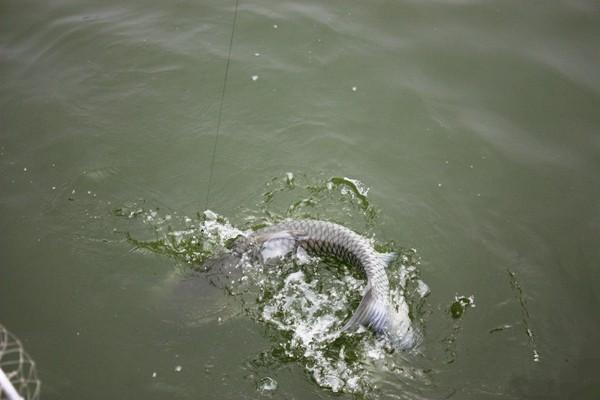 钓青鱼，怎样选择线组和鱼竿？这关乎你的鱼获