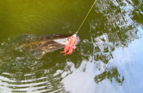 了解黑鱼的生活习性，掌握钓鱼技巧，从此钓黑鱼不再是难事