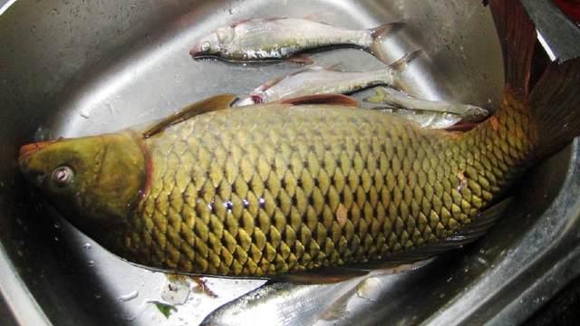 大水域中有大鱼，只有矶钓能降服 矶钓钓大鱼的技巧，与您分享