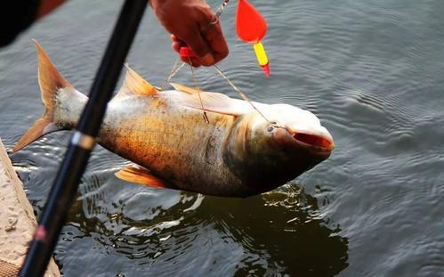 鲢鱼垂钓方法及饵料配方