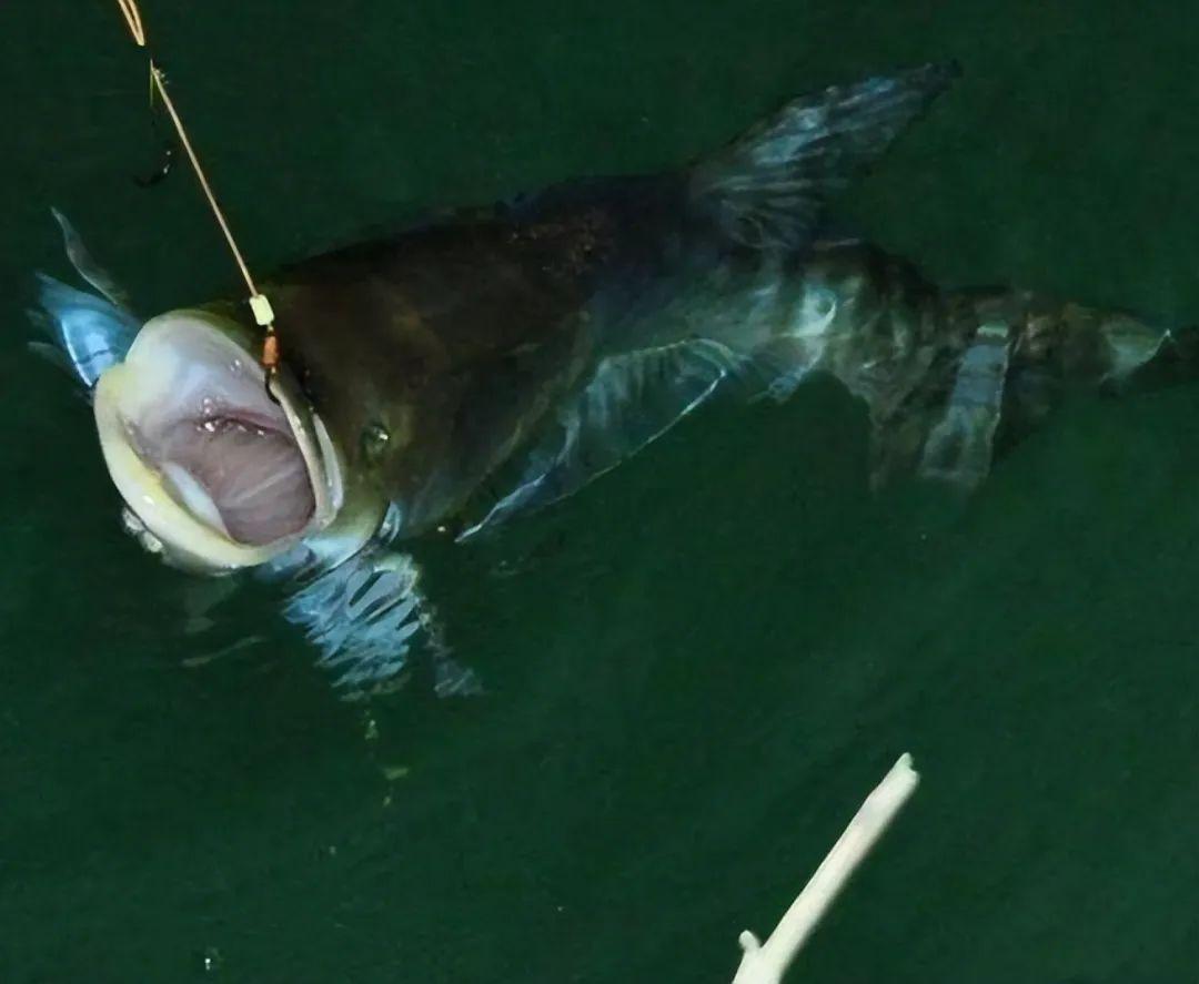 敲黑板！知识点：way巨鳙因何定名！专为作钓鲢鳙而生