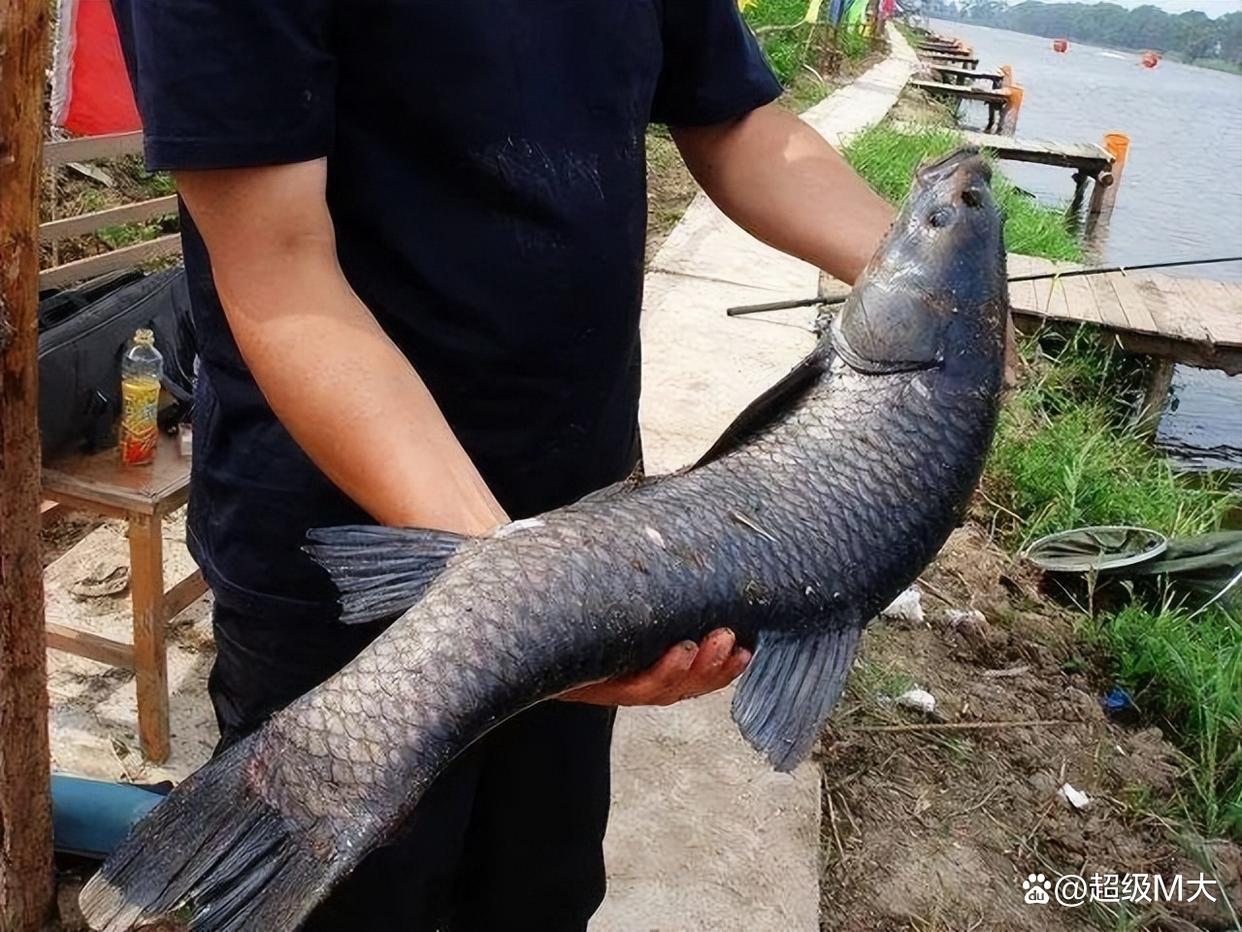 新手黑坑钓青鱼的小技巧，让你感受钓大物的快感