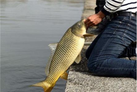 俗话说“钓鲤鱼靠守，钓草鱼靠勤”，通过对比，带你走出钓鱼误区