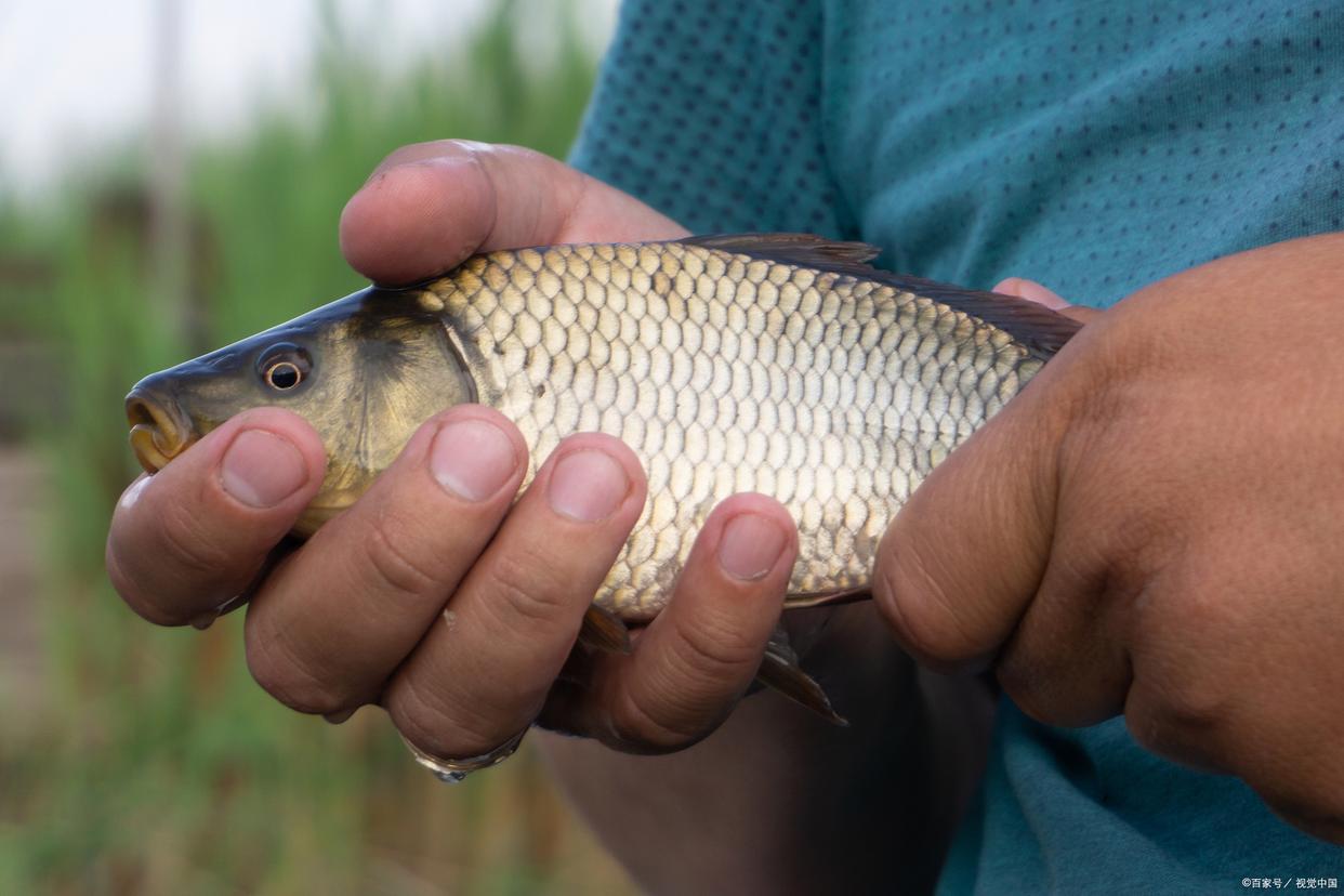 夏季野钓鲤鱼技巧及注意事项
