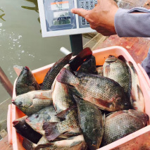 全面铺开钓罗非鱼的攻略，没有几条鱼可以招架得住！