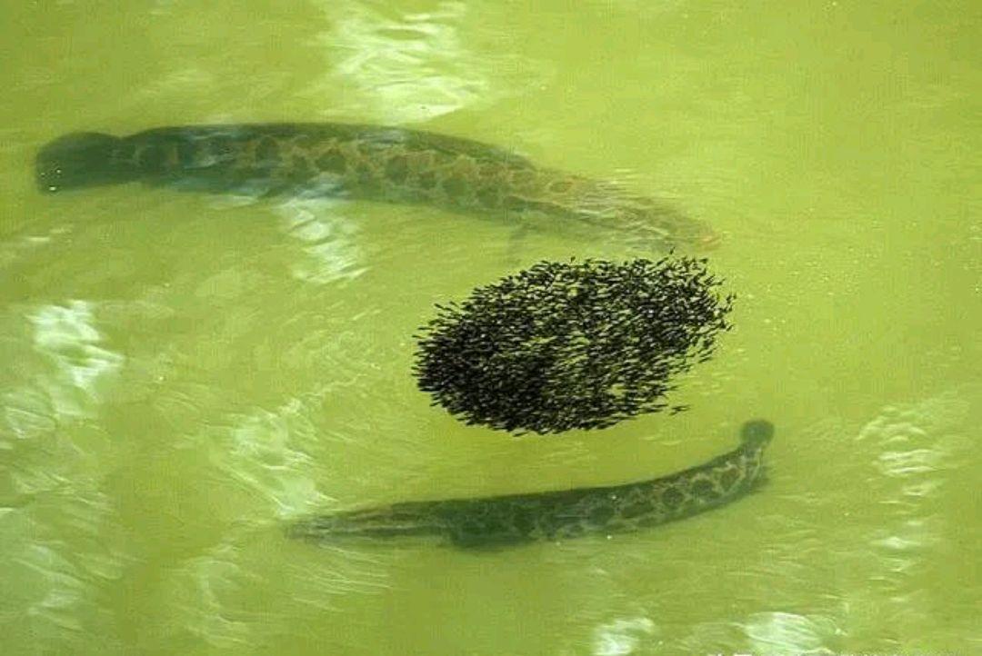 残暴又护仔，哺育却反杀！简单4招，轻松擒获水中“暴君”黑鱼