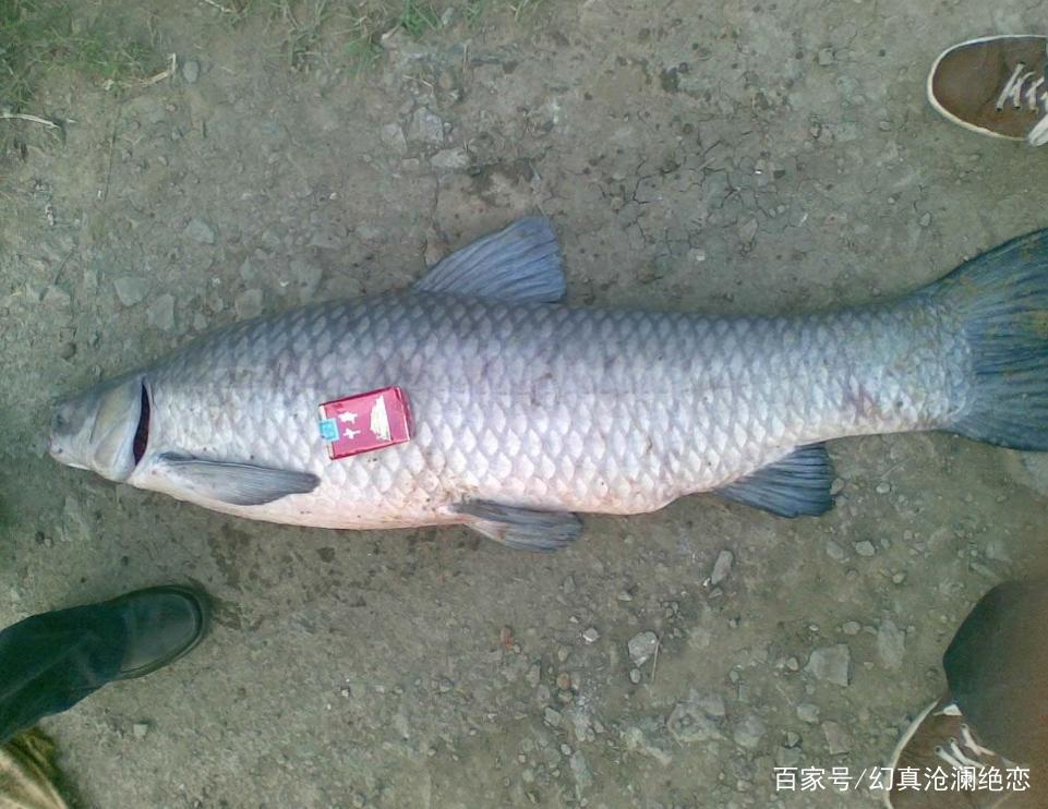 想钓黑鱼没有技巧？不知怎么选钓位？本文为你一一解答