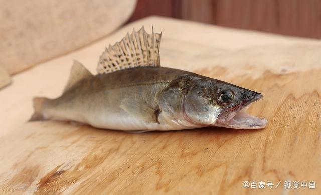 淡水鱼中最凶猛的几种肉食性鱼类，你钓到过吗