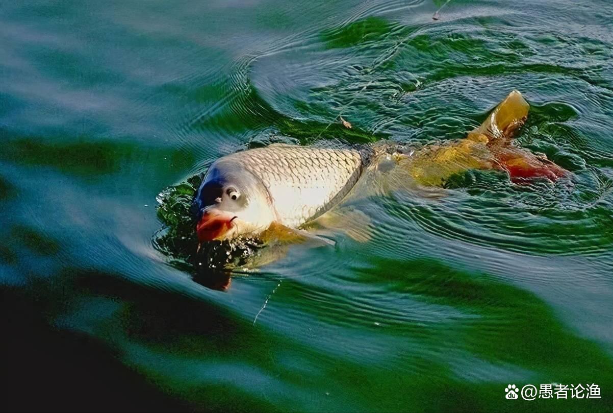 雨水已过，野钓钓点怎么选，才能钓到鲤鱼呢