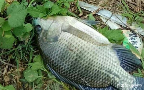 怪不得罗非鱼钓的不过瘾，原来每次忽略了这3点，后悔现在才知道