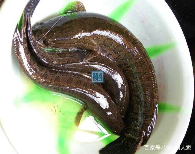 大河草洞，用“鲫鱼肉”钓黑鱼，收获满满一箱子20多条凶猛的乌鱼