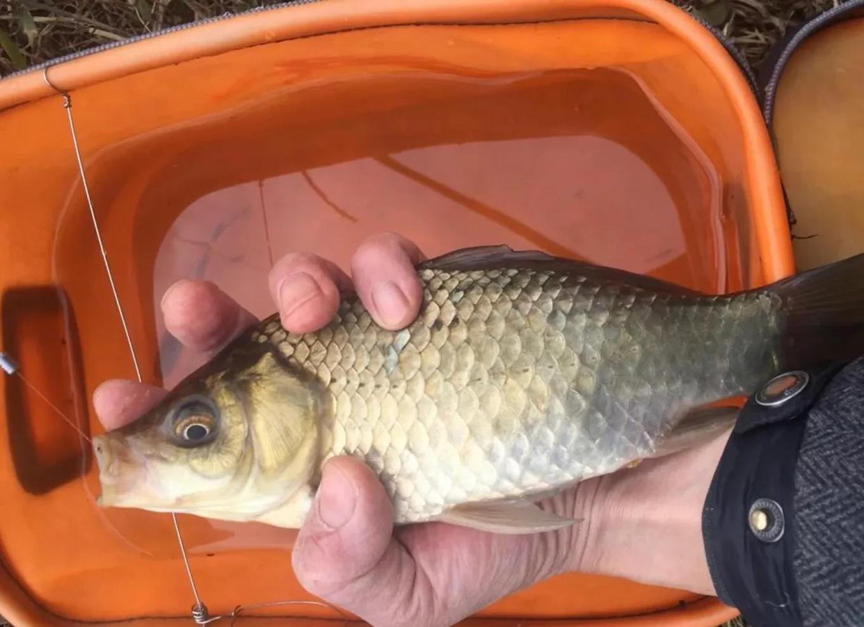 野钓大鲫鱼，春天只需要记住三点，钓大板鲫就是这么简单