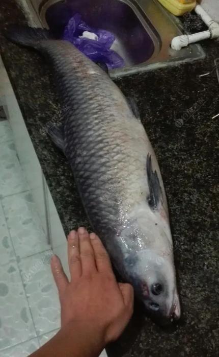 春季钓青鱼用什么饵料最好？