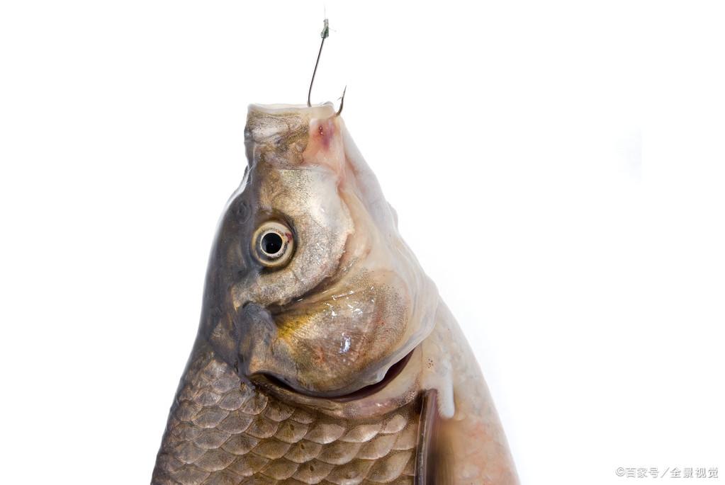 钓鲫鱼：小麦穗闹窝，钓友烦躁不堪，为何不尝试这些技巧、方法！
