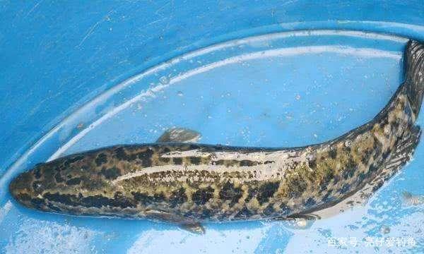 黑鱼难钓？那是你没有掌握正确的垂钓方法！详解如何垂钓黑鱼！