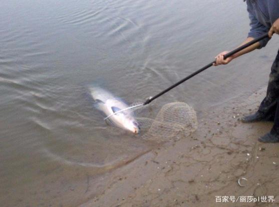 夏季想要钓大青鱼，你需要知道这几点，现在学习正合适