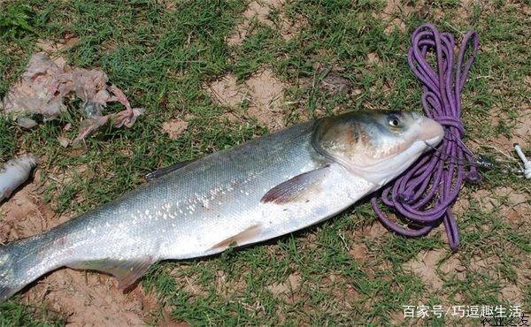 钓鱼手感最好的淡水鱼排行榜！青鱼只能排第二！第一名名正言顺