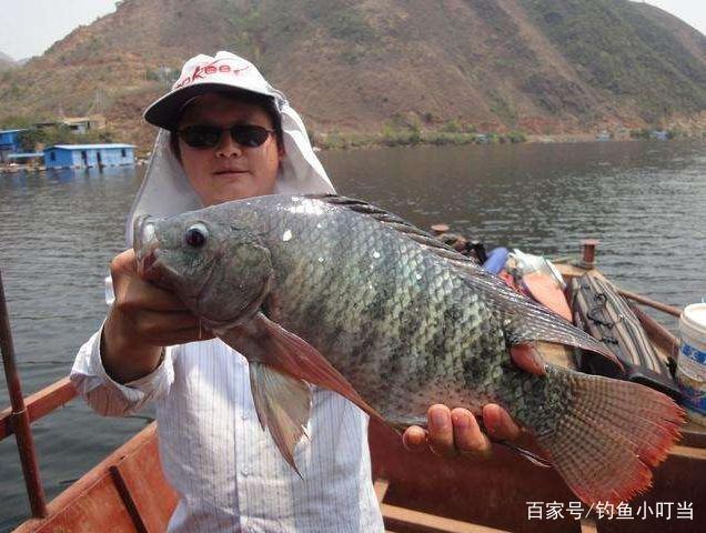 高手教你垂钓罗非鱼，了解生活习性找准位置，收获满满