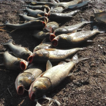 钓鲢鳙用好这个小窍门，让你夏天也能钓个痛快！