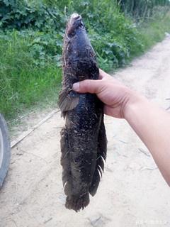 夏季 手竿钓黑鱼方法二