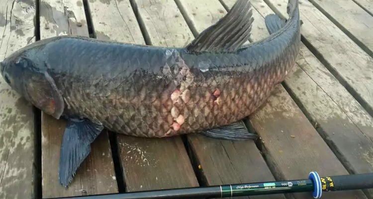 钓青鱼使用玉米饵料垂钓，我们应该如何调钓