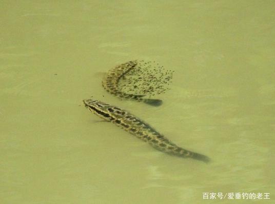 黑鱼这样钓才过瘾！一晚上钓上18条黑鱼