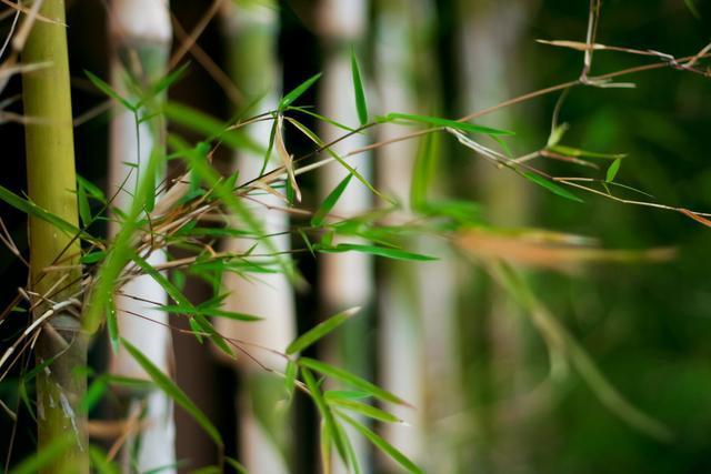 自制鱼竿钓黑鱼，深度解析其制法和钓法，十钓九中