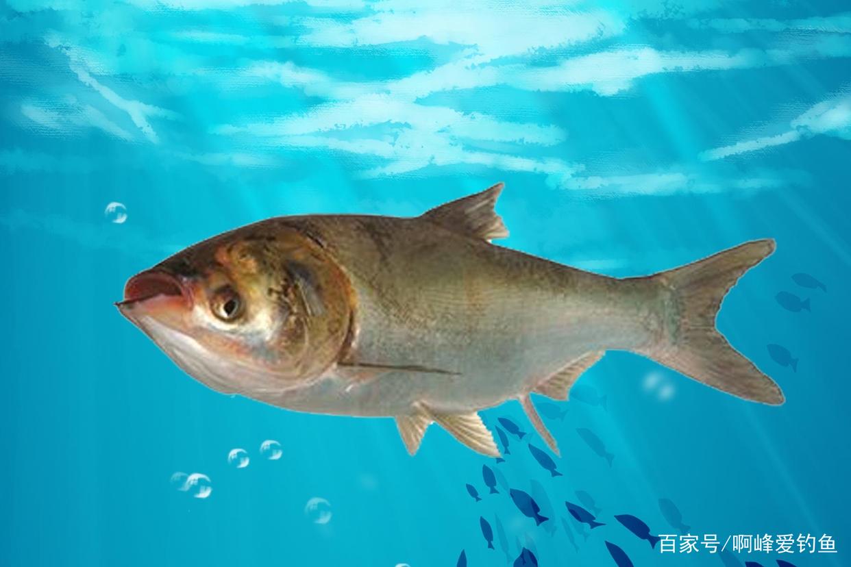 新手想要钓到鲢鳙，而不是锚到它，该怎么办？基础教你如何正确钓