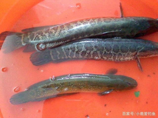 垂钓黑鱼的经验分享，有了这些小技巧，还怕没有理想的收获吗