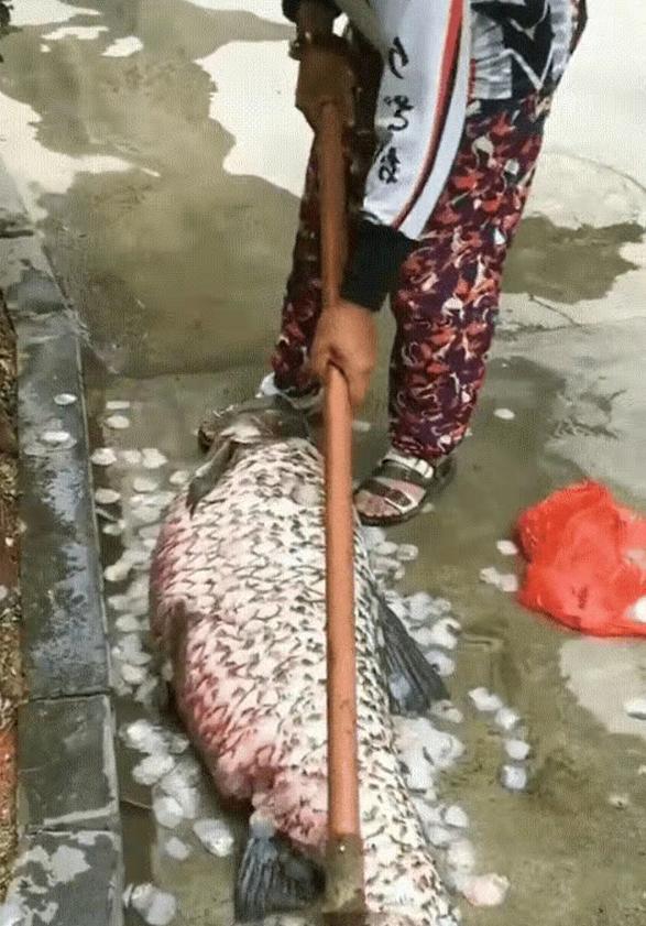 两钓友钓获生长30年以上百斤巨青，没放生，没出售.而是杀了吃肉