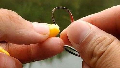 用玉米钓鲤鱼有4个注意事项，全做到了，鱼线会被拉得嗖嗖响