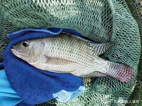 南方水域多罗非鱼，野钓这4招必中罗非鱼，夏季野钓罗非鱼4大技巧